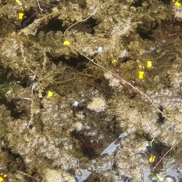 Utricularia vulgaris Blüte