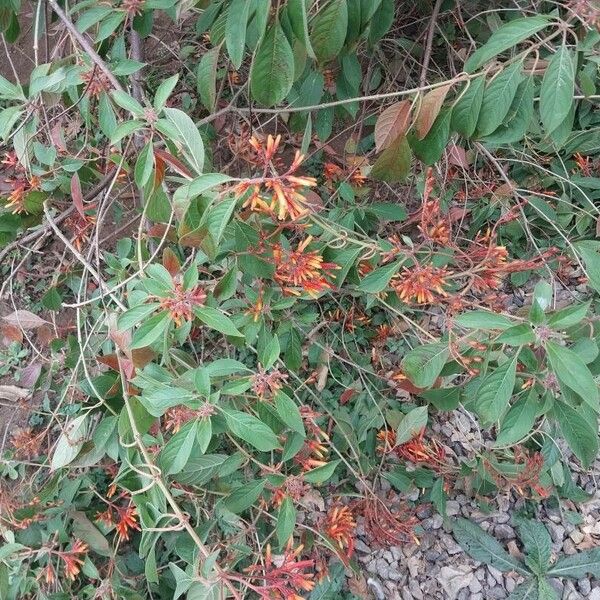 Hamelia patens Feuille