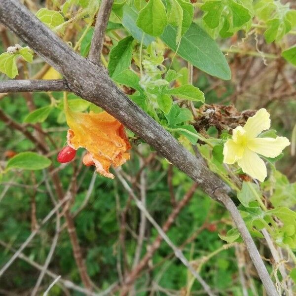 Momordica balsamina Kvet