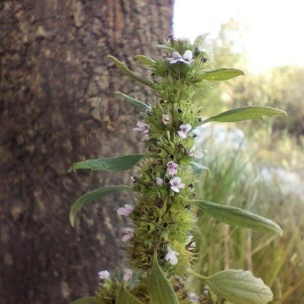 Chaiturus marrubiastrum Floare