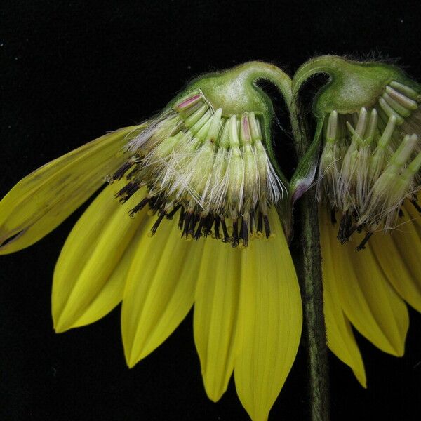 Cremanthodium reniforme 花