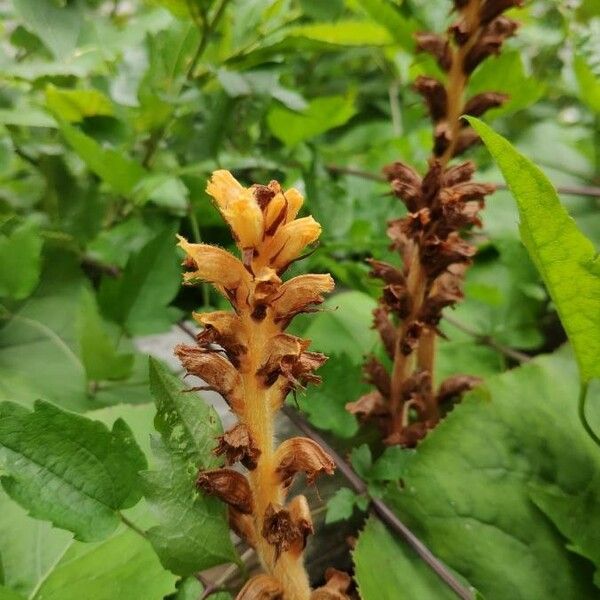 Orobanche flava Bloem