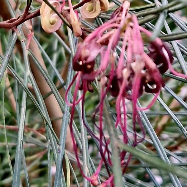 Grevillea banksii Кветка