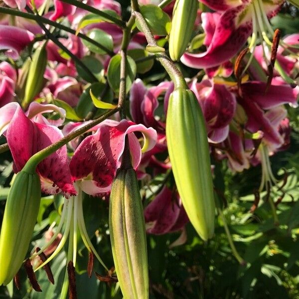 Lilium speciosum Virág