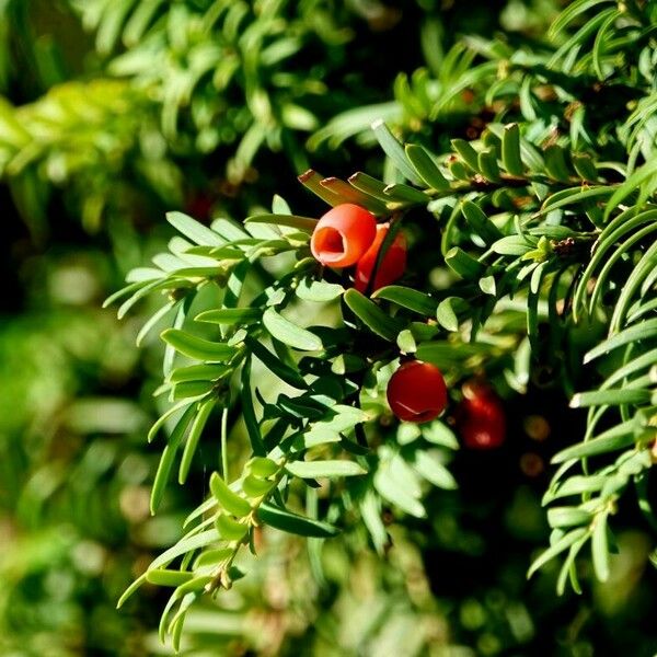 Taxus baccata മറ്റ്