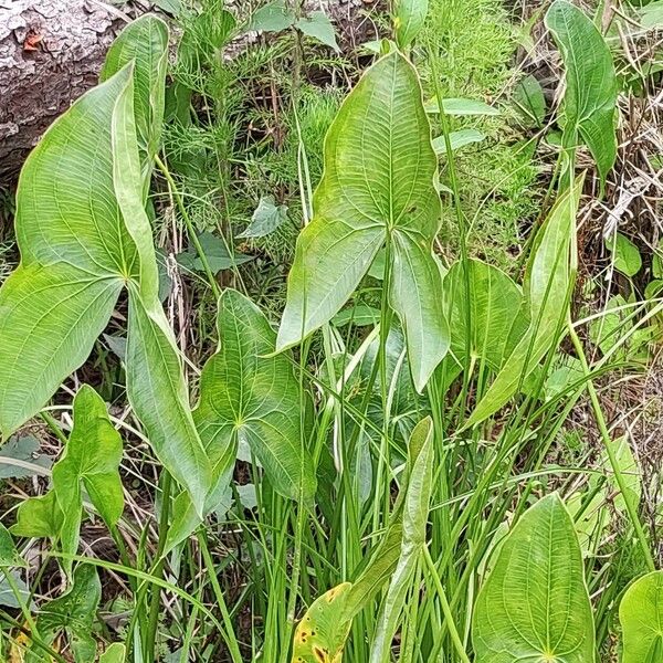 Sagittaria latifolia Lapas