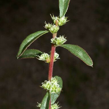 Amaranthus torreyi 花