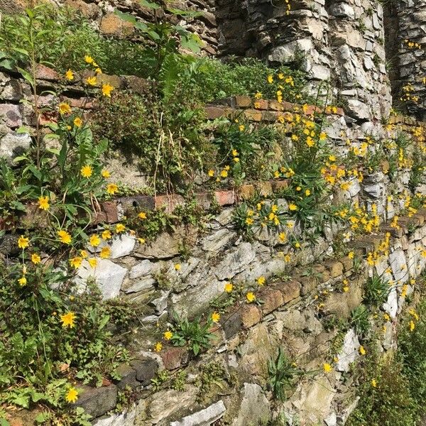 Hieracium murorum Tervik taim