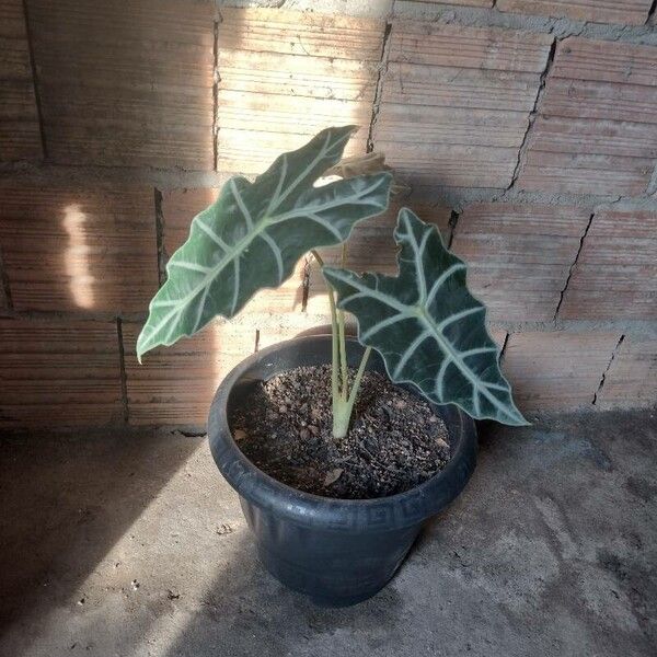 Alocasia sanderiana Fulla