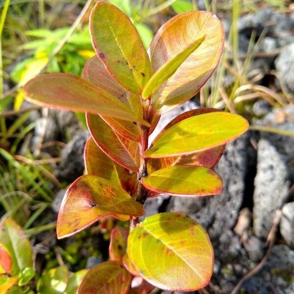 Metrosideros polymorpha ('ohi'a lehua)