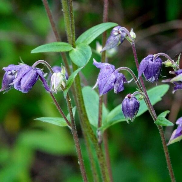 Aquilegia pyrenaica Muu