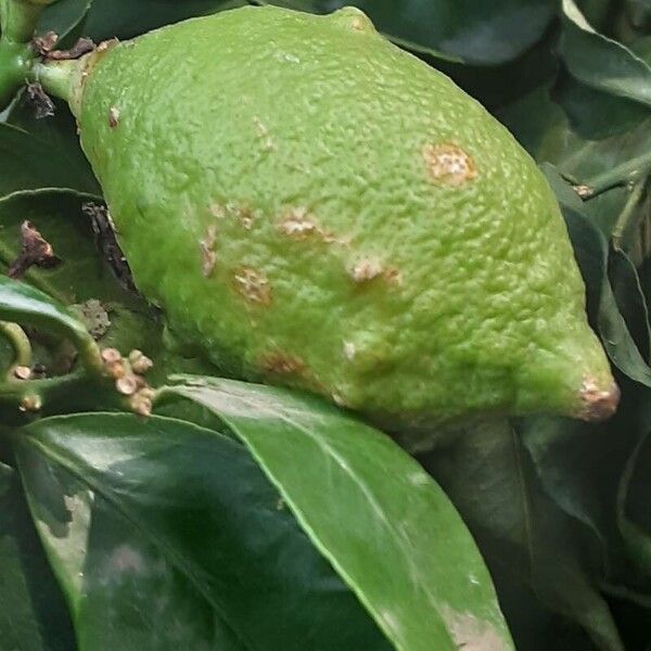 Citrus × aurantiifolia Fruit