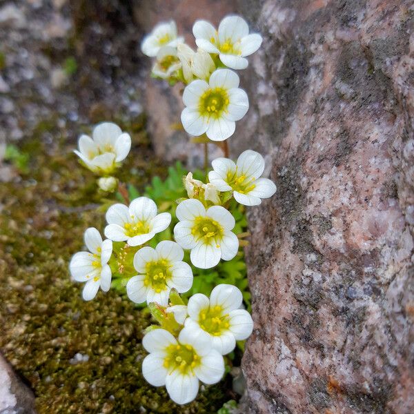 Saxifraga cespitosa ফুল