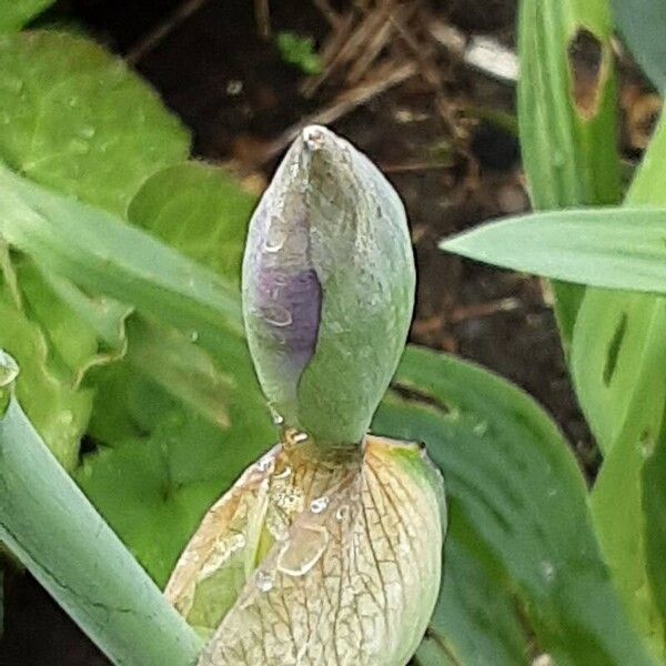 Iris pumila Žiedas