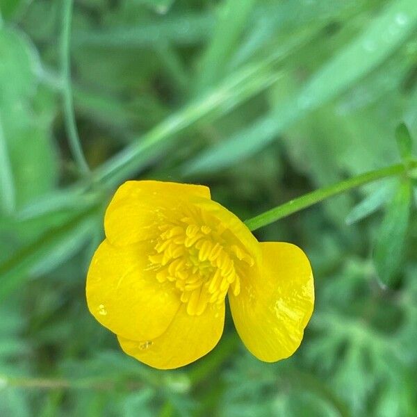 Ranunculus bulbosus Žiedas