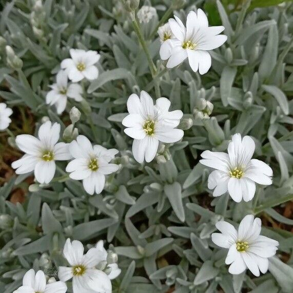 Cerastium tomentosum Характер