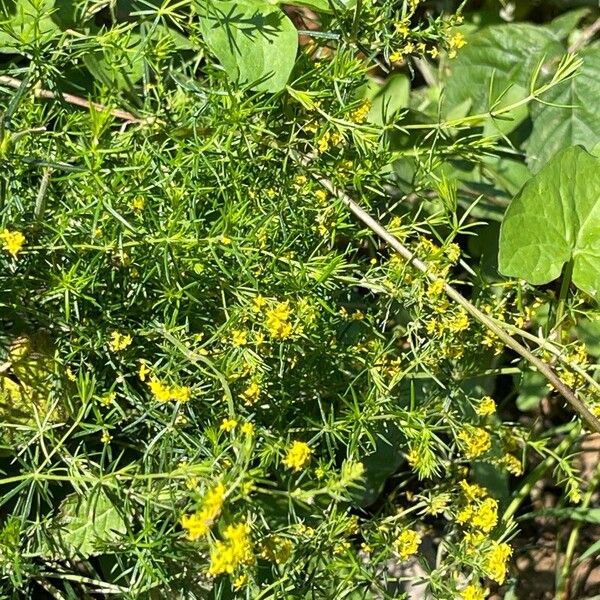 Galium verum Blüte