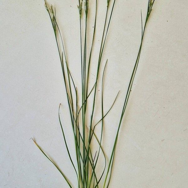 Juncus compressus 形态