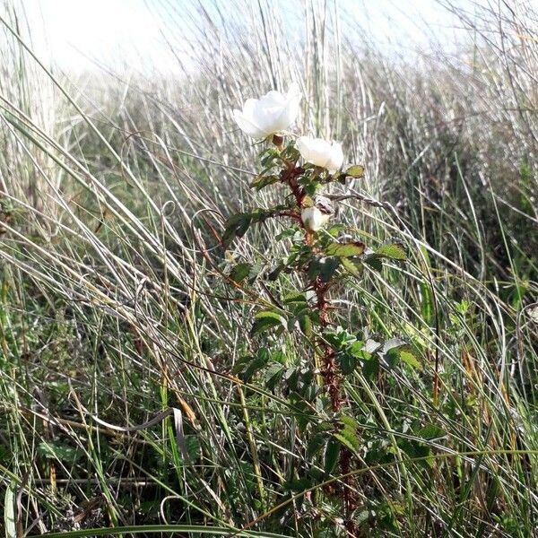 Rosa spinosissima Habitus