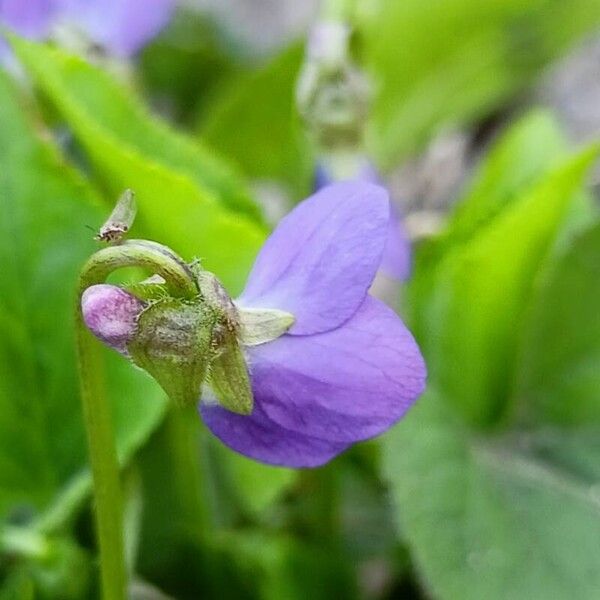 Viola hirta Цветок