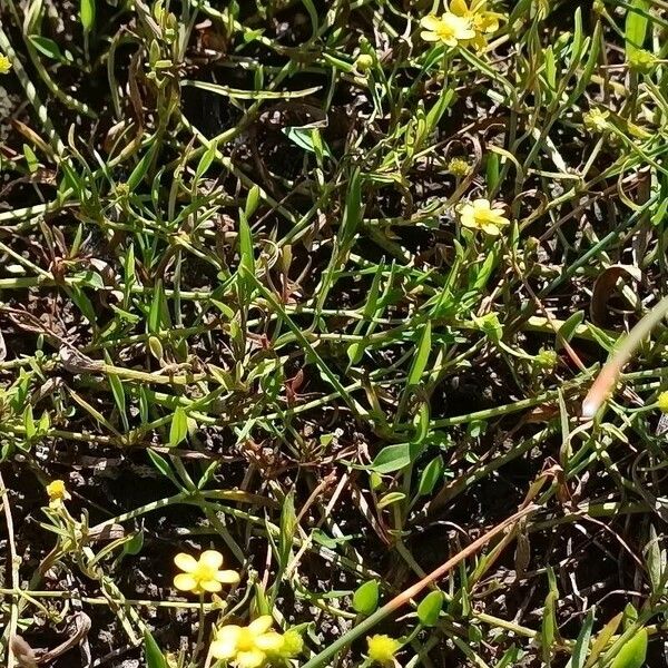 Ranunculus flammula Natur