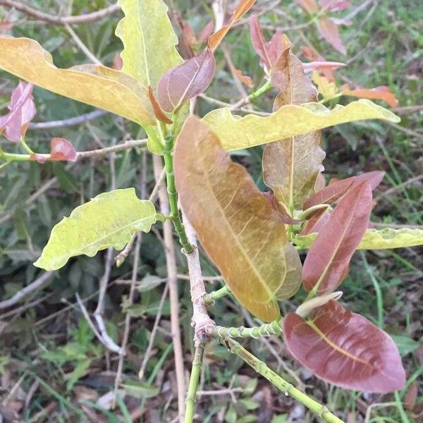 Ficus ingens Лист