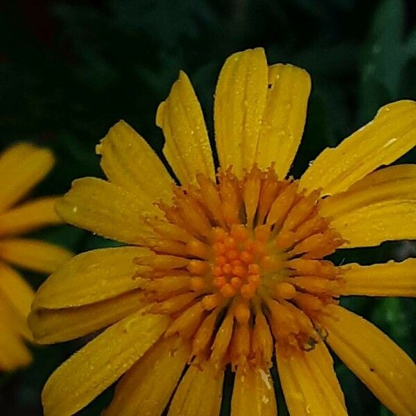 Euryops chrysanthemoides Blüte