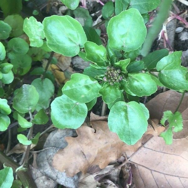 Lepidium sativum Hoja