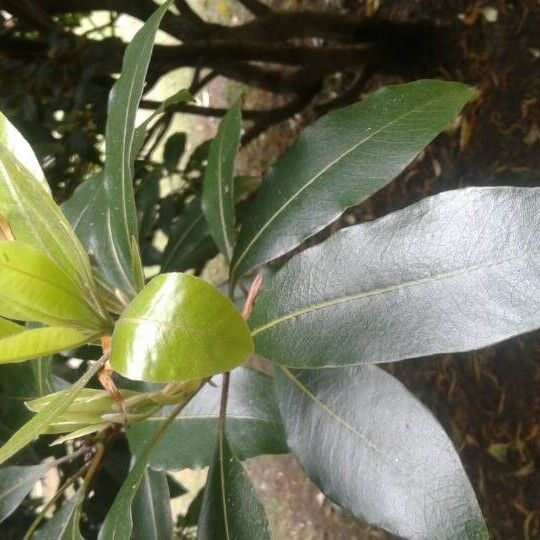 Pittosporum tobira Liść