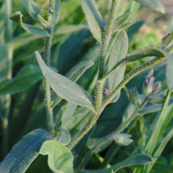 Anchusa officinalis Leaf