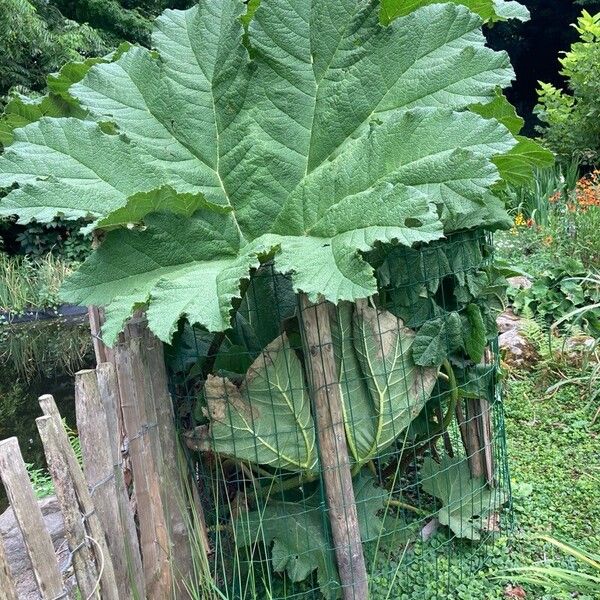 Gunnera tinctoria 整株植物