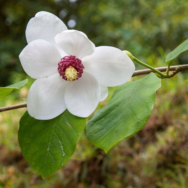 Magnolia sieboldii Цвят