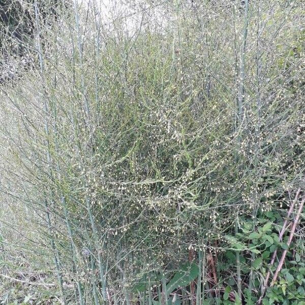 Asparagus officinalis Habitat