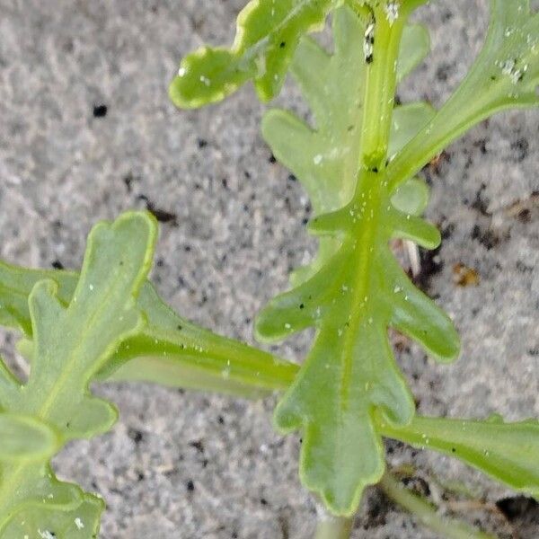 Cakile maritima Leaf