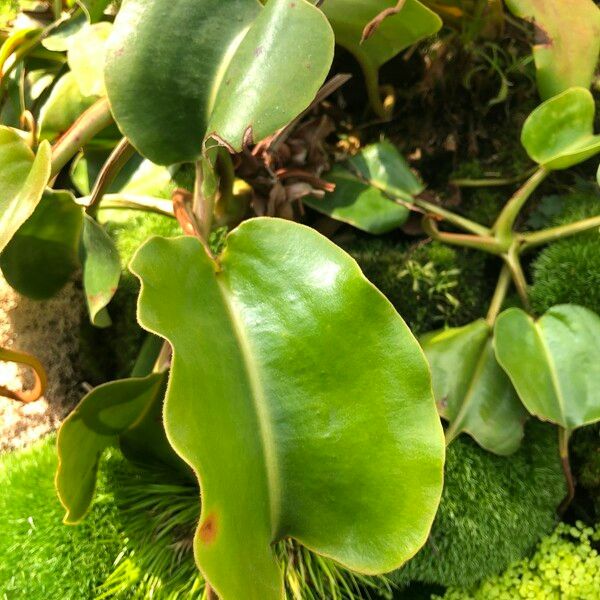 Nepenthes truncata Fruit