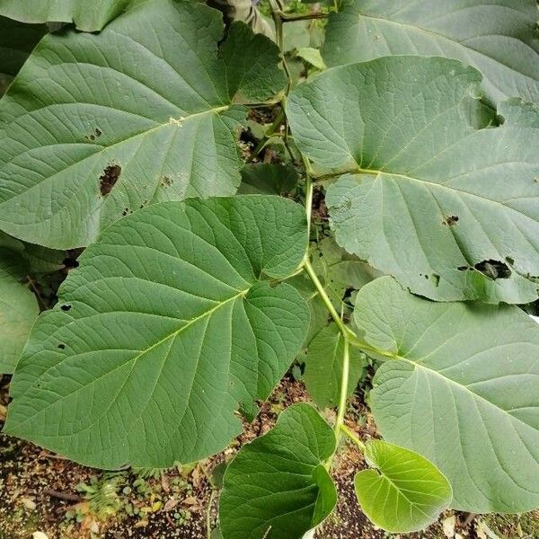 Piper auritum Frunză