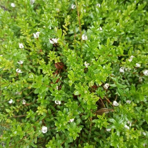 Vaccinium macrocarpon Flor