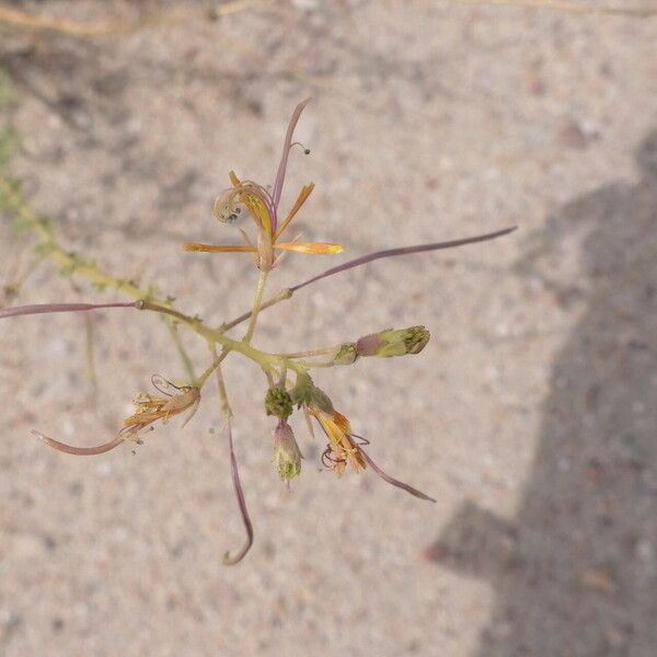 Cleome suffruticosa Meyve