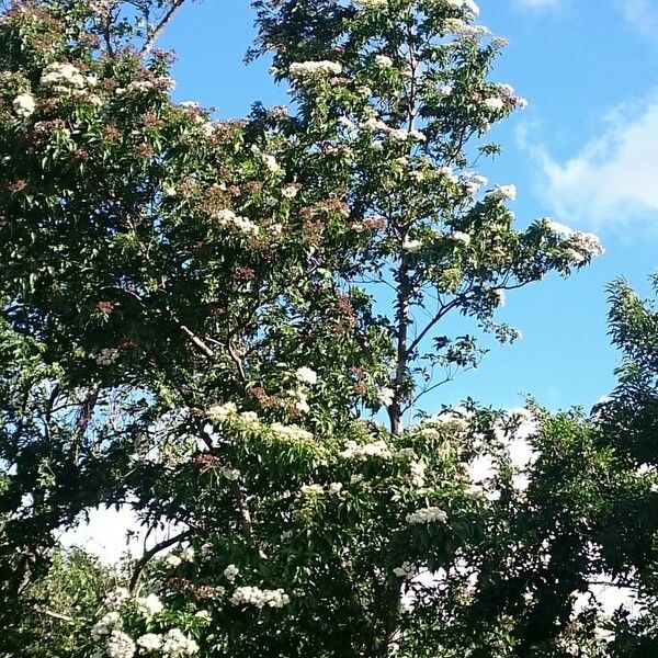 Cordia alliodora आदत