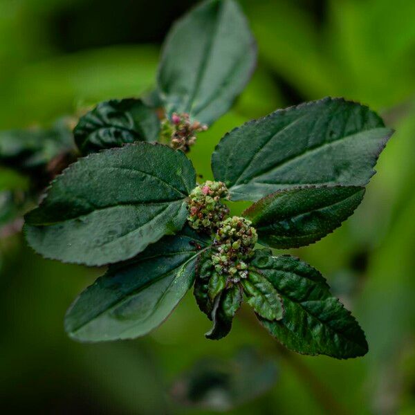 Euphorbia hirta Flower