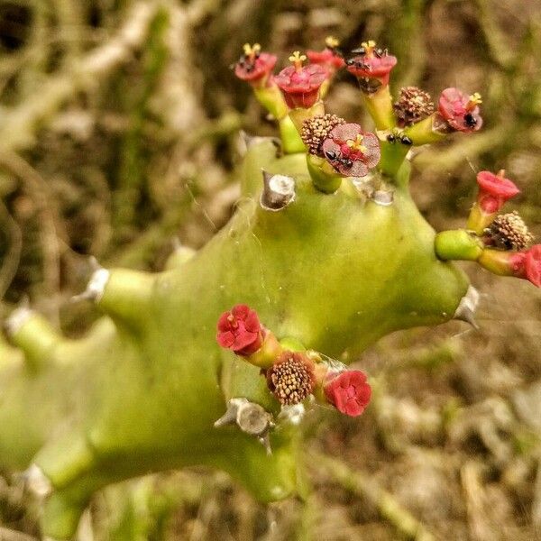 Euphorbia neriifolia Žiedas