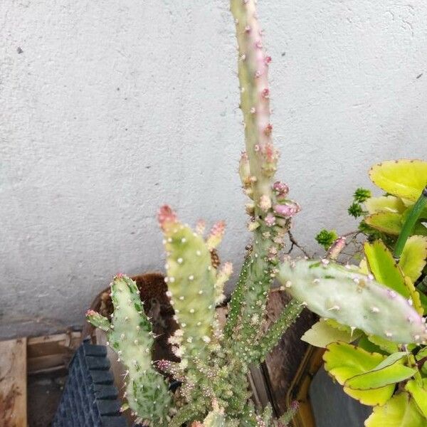 Opuntia monacantha Folla