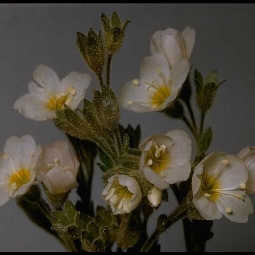Polemonium pulcherrimum Flower