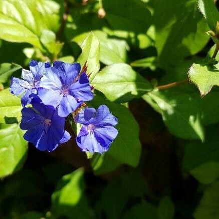 Ceratostigma plumbaginoides Flower