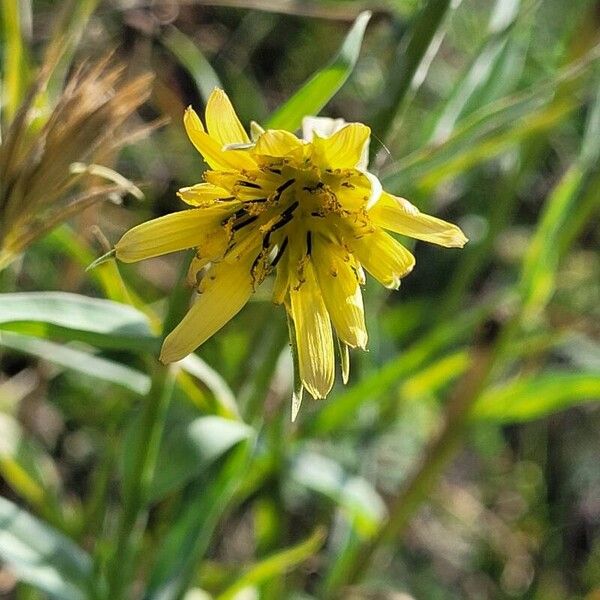 Tragopogon dubius Leaf