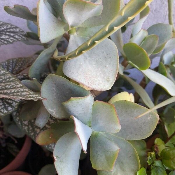 Crassula arborescens Blomma