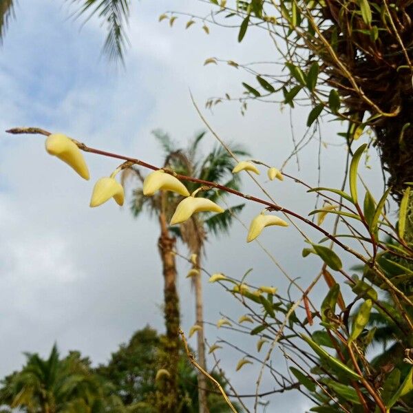 Dendrobium crumenatum Virág