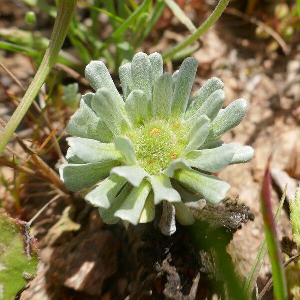 Filago pygmaea Çiçek