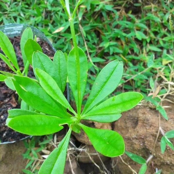 Talinum paniculatum पत्ता