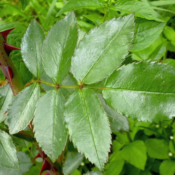 Rosa × odorata Leaf